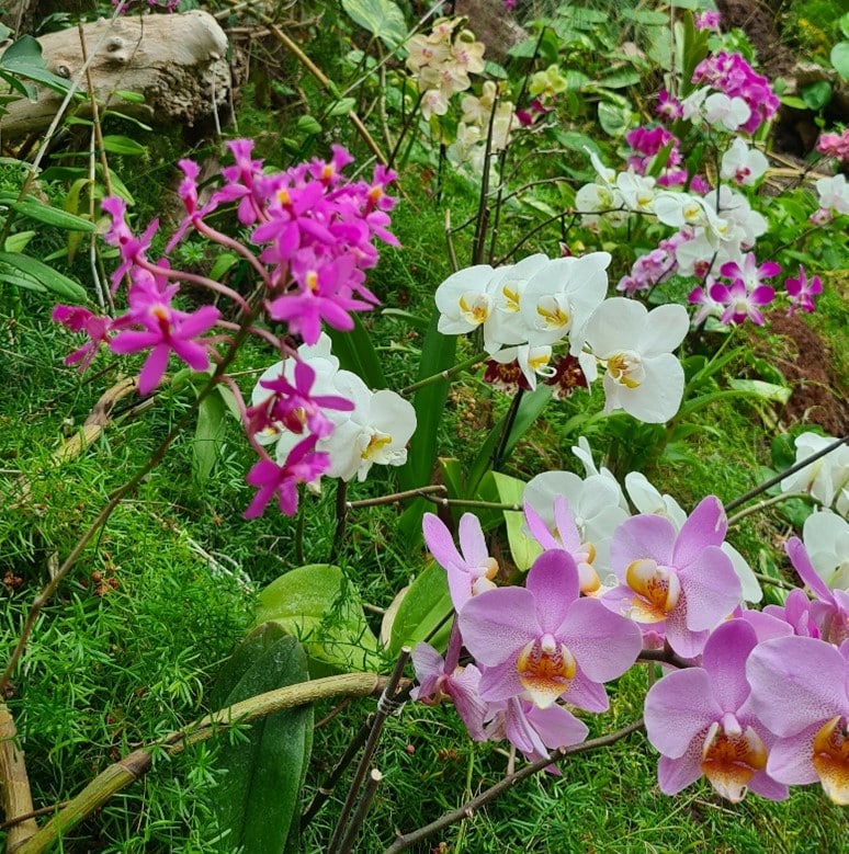 orchideák háza