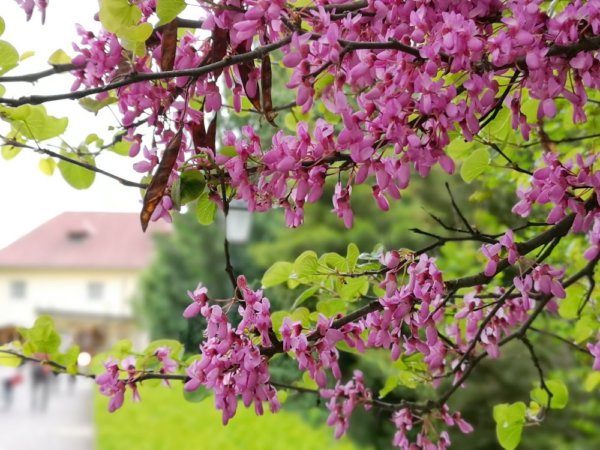 Tavasszal csodaszép a Vácrátóti Botanikus Kert – ide mindenképpen el kell menni a családdal