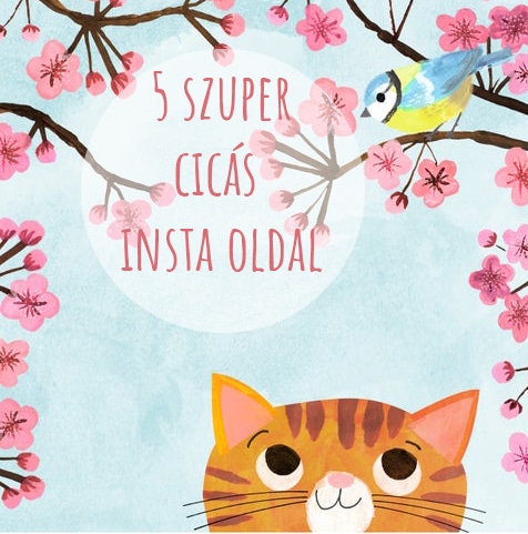 5+1 cicás Instagram oldal macskabolondoknak
