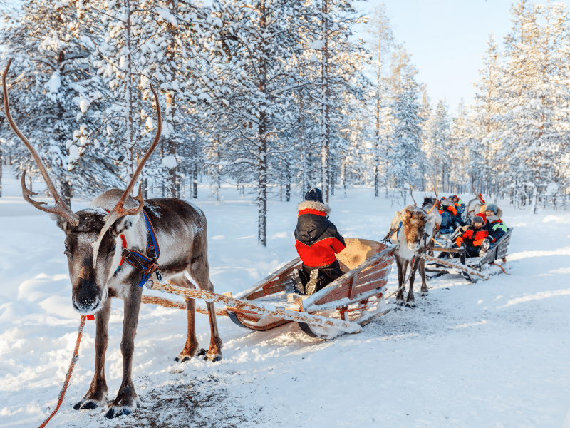 Rénszarvasszánok Lappföldön, Finnországban
