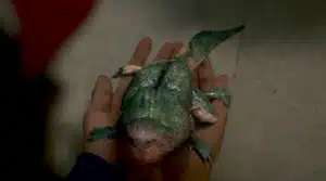 Mi Dustin háziállatának a neve, mielőtt elszabadul?